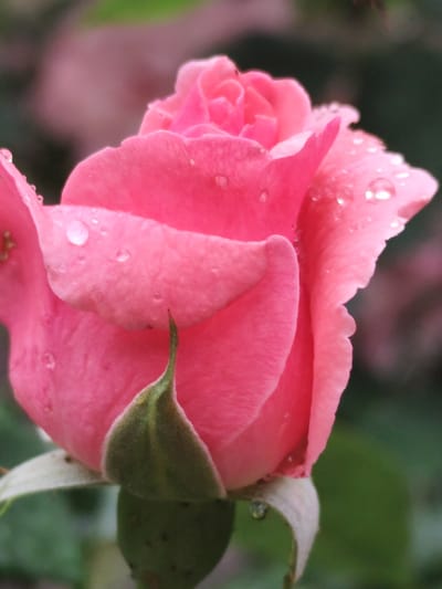 A close-up, outdoor, vertical shot focuses on a single, blooming pink rose. The rose is in the process of opening, with soft, delicate petals unfurling. Numerous small water droplets are visible on the petals, catching the light and adding a shimmering effect. The background is softly blurred, suggesting a garden setting with hints of green foliage and other pink blooms. The image's lighting is gentle, highlighting the texture and moisture on the rose. The specific location in Beglatoy, Russia, is not discernible from the visual information presented in the image.