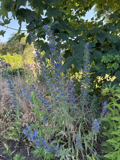This media file shows a close-up, vertically oriented view of vegetation in an outdoor setting. The foreground is dominated by large, dark green maple-like leaves on the left, with some sunlight filtering through them. To the right and center, there are numerous stalks of blue wildflowers with elongated, thin leaves. These wildflowers are densely packed with small blue blossoms that form spiky clusters. The background shows more greenery, including lighter green foliage and some dry, straw-like vegetation, suggesting a natural or garden environment. The overall impression is one of a lush, natural scene, possibly in a park or meadow. The lighting suggests it is daytime, with a bright, clear sky visible between the leaves. There is no visible text, people, or specific activity depicted. The location context provided is Rathenow, Germany.