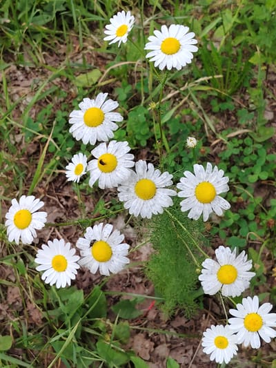 The image shows a cluster of white daisies with yellow centers blooming in a grassy, wooded area. The daisies are the primary subjects, with their delicate white petals and bright yellow centers creating a cheerful and natural scene. Some of the daisies have small dark insects, possibly beetles, on their petals.

The setting appears to be outdoors, in a natural environment with a mix of green grass, fallen leaves, and some clover. The lighting suggests it is daytime, with natural sunlight illuminating the flowers. The background is a blur of greens and browns, indicating the focus is on the flowers in the foreground. The overall mood is peaceful and idyllic, evoking a sense of nature's beauty.

The image is taken from a slightly elevated angle, looking down on the daisies. There is no visible text in the image. The location context provided is Balashikha, Russia, which suggests a temperate climate where these types of flowers would commonly grow. The daisies appear to be in full bloom, indicating a spring or summer day.