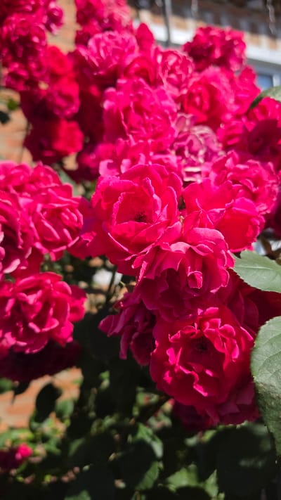 A cluster of bright pink roses blooms on a bush in front of a brick wall and a black metal fence. The roses are in various stages of bloom, with some fully open and others still budding. The leaves of the bush are dark green and slightly out of focus. The sunlight casts shadows on the petals and leaves, creating a dappled effect. The scene appears to be outdoors in a garden or yard.
