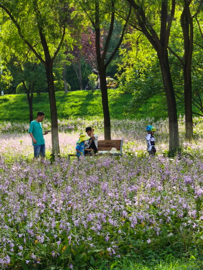 In Nanguan District, China, a park scene unfolds with a man in a turquoise t-shirt and blue jeans standing to the left, holding a mobile phone. To his right, a woman sits on a wooden bench in the middle of the frame, with a young child in a blue shirt and yellow hat beside her. The child is looking down. A second child, wearing a white shirt, dark pants, and a colorful helmet, stands to the right of the bench. The area is covered in a dense field of small purple flowers. The background features a grassy slope and several trees with lush green foliage, illuminated by sunlight filtering through the leaves.