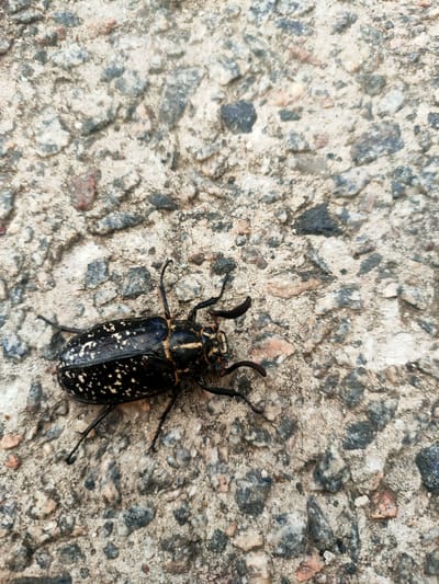 A close-up, overhead shot shows a deceased black beetle with white speckles on its wings lying on a rough, gravelly concrete surface. The beetle is positioned diagonally across the frame, with its head facing towards the lower right. Its legs and antennae are visible. The concrete is composed of small, irregularly shaped stones of various grey, white, and reddish-brown hues, embedded in a light grey cementitious matrix. The lighting suggests an outdoor setting, possibly during daylight hours. The location is identified as Kremenchuk, Ukraine.