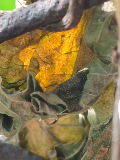 A close-up, low-angle shot captures dried, decaying leaves and branches, likely from a plant, against a blurred green background. The leaves exhibit a textured, wrinkled surface with a yellow-orange hue due to decay and light transmission. Some leaves are dark grey and speckled with white dots. The scene is likely situated outdoors, possibly in a garden or natural area within Orenburg, Russia. No people or specific actions are depicted.