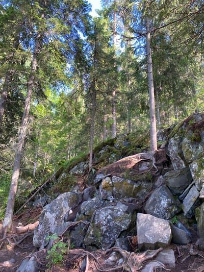 The image depicts a natural scene within a forest in Ruskeala, Russia. A rocky, uneven slope dominates the foreground and midground, with large, grey rocks interspersed with exposed tree roots and patches of moss and vegetation. Several tall evergreen trees with dark green foliage rise up from the slope, their trunks appearing weathered and textured. The ground beneath the trees is covered with soil, roots, and fallen branches. Sunlight filters through the canopy of the trees, creating dappled light and shadows on the rocks and ground. The overall impression is one of a rugged, natural landscape within a forest environment.