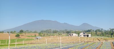 A wide shot captures a rural landscape with agricultural fields and mountains under a clear blue sky. In the foreground, rows of young plants are neatly arranged on dark, mulched soil, with white stakes and poles supporting irrigation lines. Behind these fields, the terrain slopes upwards, showing patches of tilled earth and scattered trees. Further back, two small buildings, appearing to be houses or farm structures, are situated on a gentle rise amidst vegetation. The mid-ground is a tapestry of agricultural plots, interspersed with trees and a small, tent-like structure. Dominating the background are two large, hazy mountains, their peaks softened by atmospheric perspective, indicating a significant distance. The overall impression is one of a peaceful, agricultural setting in a mountainous region. The location is stated to be Kudawa, Sri Lanka.