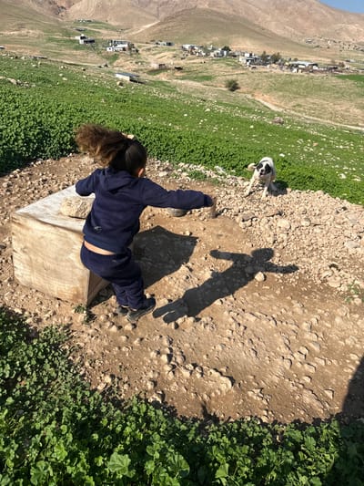 The image depicts an outdoor scene under bright sunlight within the Arvot Hayarden Regional Council, Palestinian Territory. In the foreground, a young child, viewed from the back, wears a navy blue hooded tracksuit and dark shoes, captured mid-action, appearing to jump or run. The child's dark hair, pulled into a high ponytail, is in motion, and arms are spread wide. A distinct, elongated shadow of the child is cast on the rocky ground to the right. To the child's left is a light-colored wooden box or crate with an irregular light-colored rock resting on its surface. To the child's right, a black and white dog, predominantly white with black patches around one eye and on its back, is in an active stance with its mouth open, front paws slightly lifted, and ears perked. The immediate ground consists of light brown, dry soil intermingled with numerous small to medium-sized light-colored rocks and pebbles. Patches of vibrant green, low-lying vegetation are visible along the lower and left edges of the frame. In the mid-ground, a scattered rural settlement composed of numerous simple structures is nestled amongst green agricultural fields and dry land, leading to arid, undulating hills in the distant background under a clear sky.