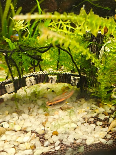 The media file is a close-up, underwater photograph of an aquarium. The scene is dominated by lush green aquatic plants and a small, decorative bridge with white and brown elements. Scattered on the substrate are small, light-colored pebbles and darker, rounded substrate. A single small fish with orange stripes and dark fins is visible in the foreground, swimming near the bridge. Several small snails are also present, some visible on the substrate and others clinging to the plant life or bridge. The lighting suggests an artificial light source typical of an aquarium setup, with some areas being brighter than others, creating a shallow depth of field. The overall mood is serene and natural, showcasing a miniature aquatic ecosystem. No text is visible in the image.