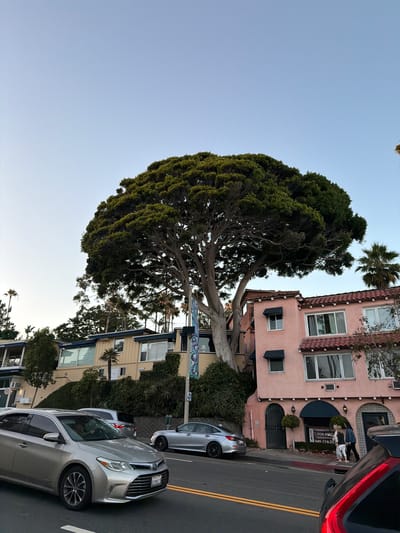 The image depicts a street scene in Laguna Beach, California, United States of America. The primary focus is a large, mature tree with a dense, rounded canopy, positioned in the foreground and center-right of the frame. Behind the tree, a light pink building with red tile roofing and dark awnings is visible. To the left of the pink building, a lighter yellow building with blue trim is situated on an elevated slope covered in greenery. Several cars are present on the asphalt road in the foreground. A silver sedan is in the immediate foreground, with a silver SUV and another silver car further down the road. Two individuals are walking on the sidewalk in front of the pink building. The sky is clear and light blue, indicating daytime. Palm trees are scattered throughout the background. A sign with "COMMERCIAL SPACE FOR RENT" and a phone number is posted in front of the pink building. The overall impression is that of a coastal town street with a prominent natural element and architecture.