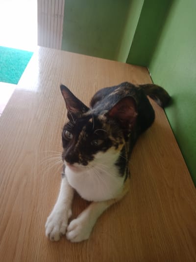 A calico cat is lying on a wooden surface, with its front paws tucked underneath its chest. The cat is facing the camera with its head slightly tilted. Its fur is a mix of black, white, and orange. The background consists of a green wall and a white accordion-style door. To the left of the image, a portion of a green carpet is visible. The scene appears to be indoors, possibly in a home or a shop. There are no humans present in the image. The lighting suggests it is daytime. The image was taken at an angle from above.