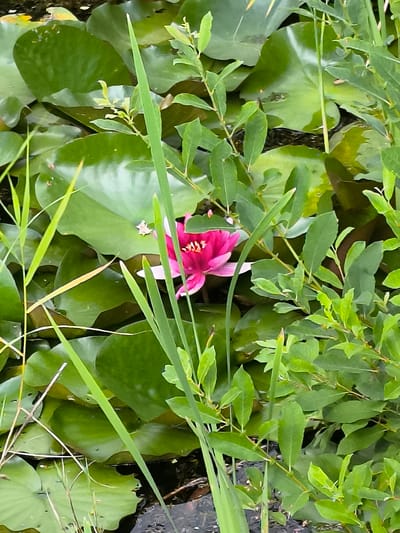 A bright pink water lily blooms in the center of a pond, surrounded by large, flat green lily pads. Green reeds and leafy branches partially obscure the flower and lily pads, creating a natural, overgrown setting. The water is dark and appears still, with some murky debris visible beneath the surface. The lighting suggests it is daytime, possibly a bright or overcast day. The overall impression is one of a serene, natural pond environment, likely located in a garden or park. The scene is devoid of human presence or any explicit text. The image's context points to Mosėdis, Lithuania, known for its amber museum and geological park.