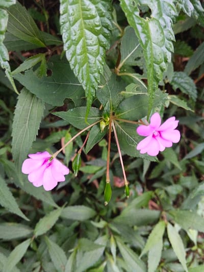 Two vibrant pink flowers stand out against a backdrop of lush green foliage. The leaves vary in size and shape, some exhibiting signs of insect damage. Several green seed pods hang delicately near the flower clusters. The overall composition creates a sense of natural beauty and highlights the contrast between the colorful blooms and the surrounding verdant environment.