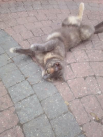 A tortoiseshell cat is lying on its back on a paved surface composed of reddish-brown and gray interlocking bricks. The cat's legs are extended, and its head is tilted back, with its green eyes open and focused on the camera. Its fur is a mix of gray, black, and orange tabby markings. The pavement appears to be outdoors, possibly a walkway or patio. There are no people or other animals visible in the image. The scene is set in Beylikdüzü, Turkey.
