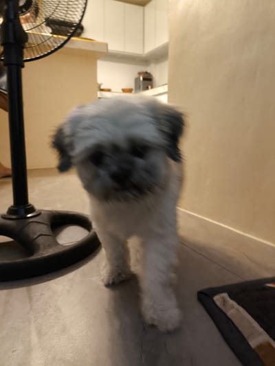 The image shows a dog standing on a tiled floor. The dog appears to be a Shih Tzu with white and gray fur. It is looking towards the camera with a slightly blurred face, indicating movement. To the left of the dog, a black fan with a circular base is visible. The fan has a black pole and a black cage surrounding the blades. In the background, a kitchen area with white cabinets and countertops can be seen. The lighting suggests it is daytime. The scene is indoors, likely a home in Imus, Philippines, as suggested by the location context. There are no people clearly visible, though a leg or arm might be partially obscured by the fan. The overall mood is casual and domestic.