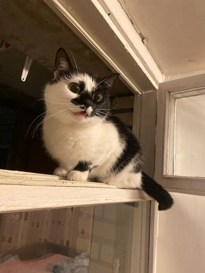 A black and white cat is perched on a window ledge. The cat has large, round, yellowish-green eyes with black pupils, and its mouth is slightly open, revealing a pink tongue. Its fur is predominantly white with black patches on its head, back, and tail. The cat is sitting on a weathered, off-white windowsill, which appears to be part of an older window frame. Behind the cat, the interior of a building is dimly lit, with a glimpse of what might be stored items through a glass pane. The window frame itself shows signs of wear and peeling paint. The setting appears to be an interior space, possibly a room with a window overlooking an outdoor or dimly lit area. There is no information about the city of Protvino, Russia, in the image.