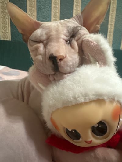 A hairless cat is resting its head on a stuffed toy. The cat has its eyes closed and appears to be sleeping. The stuffed toy is a doll with large, black eyes, rosy cheeks, and red lips. The doll is wearing a fluffy white hat with what appears to be rabbit ears. The background is a blurry wall with vertical stripes. There is no information about the location of this image in Togliatti, Russia, or any other city.