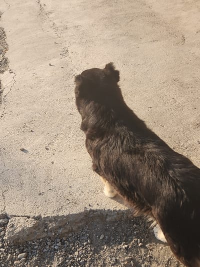 A dark-furred dog stands on a cracked concrete surface in Xidirsho, Uzbekistan. The dog is facing away from the camera, with its head turned to the left. Its fur is long and appears somewhat shaggy. The concrete surface shows signs of wear and tear, with visible cracks and some small stones scattered on it. The ground transitions to a rougher texture of pebbles and larger rocks along the bottom edge of the image. The scene is illuminated by sunlight, casting a shadow of the dog onto the concrete.