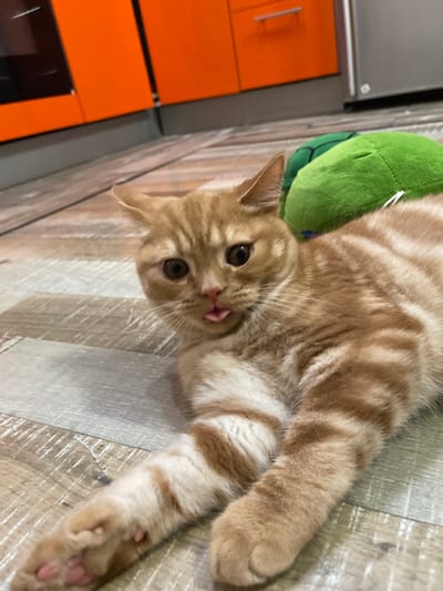 An orange tabby cat with white stripes lies on a wooden floor, with its tongue sticking out playfully. The cat is positioned in the foreground, with a green plush toy behind it. In the background, bright orange kitchen cabinets and a stainless steel appliance are visible. The setting appears to be a residential kitchen in the city of Kommunarka, Russia.
