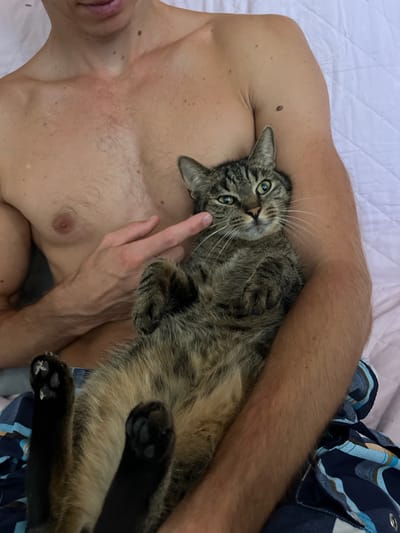 The media file shows a close-up, overhead view of a person lying on a bed with a tabby cat. The person is shirtless, and their arm is around the cat, which is lying on its back. The cat has green eyes and is looking at the camera. A person's hand is gently stroking the cat's face. The setting appears to be indoors, likely a bedroom, with a white quilted comforter visible. The background includes a hint of a blue and white plaid blanket or shirt. The lighting suggests it could be daytime. The mood seems relaxed and affectionate, showcasing a moment of shared comfort between a person and their pet. The image does not contain any visible text. The location context is Šušanj, Montenegro.