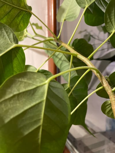 This is a close-up, eye-level shot of the stem and leaves of a houseplant, likely indoors, with a background that suggests a window and a wall. The main subject is a thick, woody stem with lighter green, slender stalks branching off it, each supporting a large, dark green leaf. The stem itself is rough and textured, with visible striations and areas of brown discoloration. The leaves are broad and ovate, with prominent veins visible on their surfaces. Some of the leaves appear slightly waxy or dusty. The lighting is somewhat dim, casting soft shadows and highlighting the texture of the stem and the sheen on the leaves. The background shows a blurry out-of-focus view of what appears to be a window frame or a similar architectural element, with a lighter, neutral-colored wall beyond. There is no indication of any specific location in Sevastopol, Ukraine; the scene is generic to an indoor plant setting. No people, actions, or interactions are depicted.