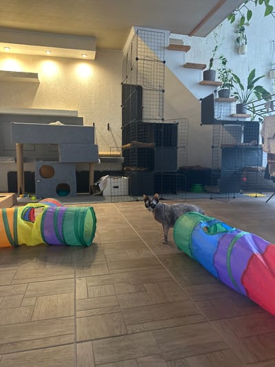 In a room with wood-plank flooring, a Sphynx cat with gray and black fur is the central subject. The cat is looking towards the viewer with wide, dark eyes, one ear slightly tilted. It stands near a colorful, cylindrical cat tunnel, which is predominantly red, purple, and green, with segments of blue and yellow visible. The tunnel appears to be a plaything for the cat.

To the left of the cat and tunnel is a multi-level cat tree structure, covered in gray fabric with various platforms and openings. Adjacent to the cat tree, a series of black wire-mesh cubes are stacked, forming enclosures that contain some bedding and toys, including a red ball visible in one of the upper cubes. Further to the left, a staircase with white risers and wooden treads ascends, lined with potted plants on shelves mounted on the wall. The walls are textured and painted in light, neutral tones, with recessed lighting casting a warm glow.

The scene appears to be indoors, likely in a home environment designed for cats. The lighting suggests it could be daytime, with artificial lights supplementing natural light. The overall atmosphere seems calm and domestic, centered around the cat's play area. No text is visible in the image.