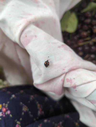 A close-up, slightly blurry, outdoor shot captures a ladybug on a white fabric with pink splotches. The ladybug, which is black with orange markings, is the primary subject, positioned on a fold of the fabric. In the background, a dark, blurred mass of small, round objects, possibly berries, and a green leaf are visible. The lower part of the image shows a dark fabric with a blurred floral pattern. The scene is devoid of any identifiable landmarks indicating a specific location in Kislovodsk, Russia.