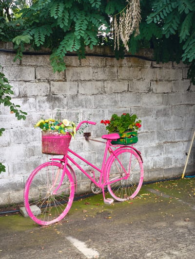 A bright pink bicycle is parked against a rough, light-colored brick wall. The bicycle has a wire basket on the front filled with yellow and white flowers, and a wooden crate on the back containing a potted plant with vibrant red flowers and green leaves. The bicycle is leaning slightly to the left. The ground in front of the bicycle is a textured concrete surface with patches of green moss and scattered dry leaves. Above the bicycle and wall, lush green foliage from trees hangs down, creating a canopy. A dark conduit runs along the top of the wall. To the right of the bicycle, a yellow pole with a blue tip leans against the wall. The scene appears to be outdoors in an urban or suburban setting.