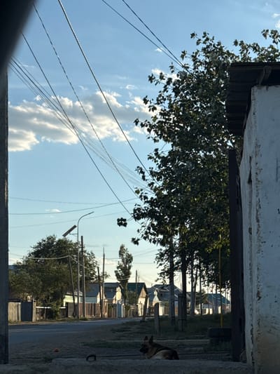A dog lies on the ground in the foreground of a street scene in the city of Töretam, Kazakhstan. The dog, a German Shepherd mix with brown and black fur, is lying on its side with its tongue slightly out, appearing relaxed. Behind the dog, a paved road runs through a residential area lined with fences and houses. Trees and utility poles are visible along the roadside. Overhead, a complex network of power lines crisscrosses the sky, set against a backdrop of blue sky with scattered white clouds. The architecture of the houses suggests a rural or semi-rural setting. The overall lighting indicates it is likely late afternoon or early evening, with the sun casting shadows and highlighting certain areas.