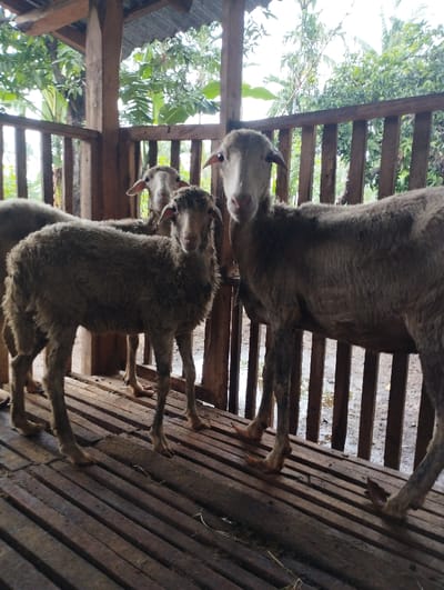 The image displays a group of sheep standing inside a wooden enclosure, likely a pen or shed. In the foreground, two sheep are prominently positioned, both looking directly towards the camera. The sheep on the left is smaller and stands with its body angled slightly towards the right, while a larger sheep occupies the right side of the frame. A third sheep is visible in the background, between the two foreground animals, also appearing to look forward. All visible sheep have light-colored, somewhat shaggy wool and distinct facial features.
The enclosure is constructed from raw, undressed timber posts and railings, suggesting a simple, functional design. The floor is made of wooden slats, a common feature in animal pens designed to facilitate hygiene by allowing waste to pass through. Beyond the wooden structure, lush green foliage and trees are visible, indicating an outdoor or semi-outdoor setting with tropical vegetation. The natural light suggests it is daytime, possibly under an overcast sky, creating soft illumination.
The scene depicts a typical rural animal husbandry environment, specifically in Kecamatan Arjasa, Indonesia, as per the provided context. The sheep are simply standing, with no specific activity taking place. There is no visible text within the image.