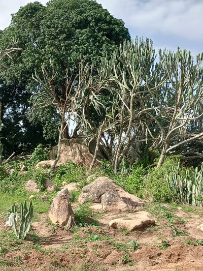 A landscape photograph captures a rocky, arid terrain dotted with various plants. In the foreground, a cluster of succulents, including a prickly pear cactus with paddle-shaped leaves, grows in the reddish-brown soil. Several large, rough-textured rocks are scattered across the scene, some partially covered in low-lying green vegetation. In the mid-ground, a dense thicket of tall, thin, branching plants resembling candelabra cacti dominates the area, their green stems reaching upwards. Behind these, a large, leafy green tree with a broad canopy is visible, its branches creating a dark silhouette against the bright sky. The sky above is a pale blue with scattered white clouds. The overall impression is of a dry, natural environment with a mix of hardy plant life adapted to arid conditions. The image was taken in Kwang, Nigeria, as indicated by the provided information.
