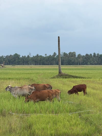 The image depicts a rural landscape in Keudekarieng, Indonesia, characterized by an expansive green agricultural field under an overcast, light grey-blue sky. In the far background, a dense treeline composed of numerous palm trees forms the horizon. The midground features a prominent, solitary, bare tree trunk, light brown-grey in color, standing vertically with its top truncated, surrounded by a small vegetated mound. Six cattle are distributed across the foreground and midground, immersed in tall green vegetation. One light grey/tan cow, identifiable by a white rope around its neck, stands on the left. To its right, three medium-brown cows are partially visible. Further right, two reddish-brown cows are observed with their heads lowered, actively grazing. A thin, white linear object, consistent with a wire or rope, traverses horizontally across the lower foreground, partially obscured by the grass.