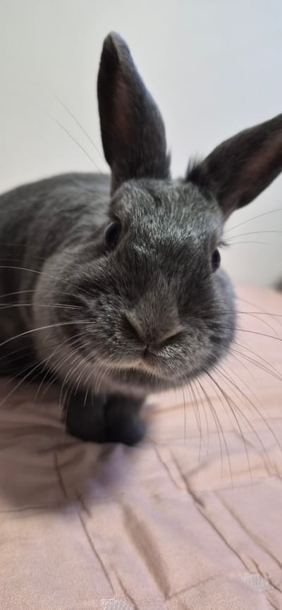 A close-up, overhead, low-angle shot captures a young gray rabbit on a surface with a pink, textured fabric. The rabbit is positioned with its head angled towards the camera, its whiskers fanning out from its nose. Its eyes are dark and round, and its ears are long and pointed, with one ear folded slightly. The fur is a soft gray, with some lighter gray highlights around the muzzle and eyes. The background is a plain white surface, which contrasts with the pink fabric and the rabbit's fur. The lighting is soft and even, suggesting it might be daytime indoors. The rabbit appears calm and curious, with a soft, relaxed expression. There is no visible text in the image, and the setting is likely a home environment. The specific location context of Ussurijsk, Russia is not visually discernible from the image itself.