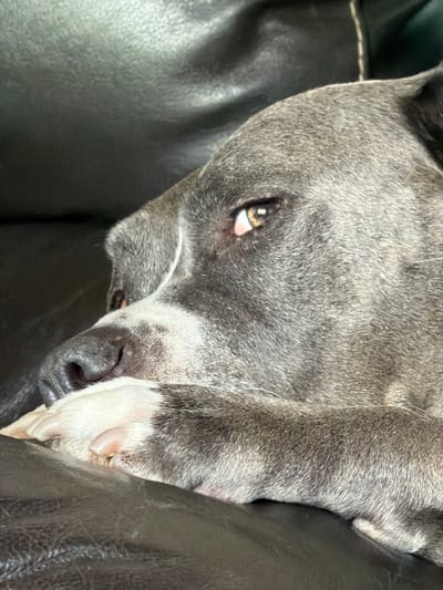 A gray-furred dog is nestled into a dark leather surface, possibly a couch. Its head is tilted downwards, with one eye partially visible and the other obscured by its white paw. The dog's nose is black, and its expression appears relaxed or sleepy. The focus is tight, filling the frame with the dog's face and the leather texture.
The location of Esch-sur-Alzette, Luxembourg, is not identifiable within this photograph.