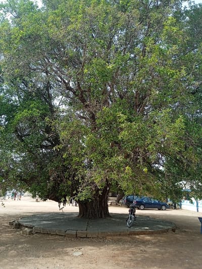 A large, mature tree with dense green foliage dominates the scene. Its thick trunk is surrounded by a circular concrete platform. A parked motorcycle rests in the tree's shade. In the background, people walk on a sandy area, and cars are parked near a building with a blue and white exterior. The scene is captured in daylight.
