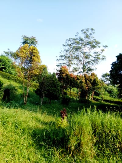 The image depicts a hillside landscape with lush green vegetation. Tall grasses dominate the foreground. Several trees of varying sizes and foliage colors are situated on the slope. A large tree with a tall, slender trunk and sparse foliage is prominent in the mid-ground. The sky is clear and blue. The location is unknown, and there is no evidence to suggest that this picture was taken in the city of Thalang, Laos. There are no people in the image.
