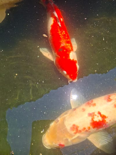 Two koi fish swim in murky water. One koi is predominantly red and white, while the other is mostly white with red spots. The water reflects the sky and vegetation and appears somewhat cloudy. The image was taken in Ubud, Indonesia.