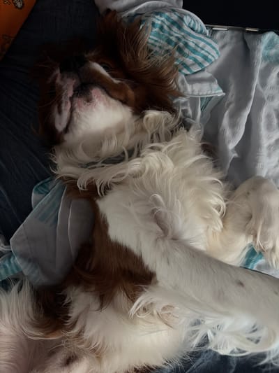 An indoor medium shot captures a brown and white Cavalier King Charles Spaniel lying on its back on a bed with blue and white striped sheets. The dog's eyes are closed, and its tongue is slightly visible. Its fur is long and fluffy, with brown patches on its head and back, and white fur on its belly and legs. The dog is positioned centrally in the frame, with its paws extended upwards. The background consists of a dark blue surface and the bedding, which is a light blue-grey color with visible wrinkles. The lighting is dim, creating soft shadows. The image does not provide any information about the city of Dobrich, Bulgaria.