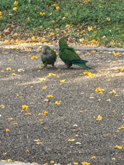 The image depicts two parrots on a paved surface. One parrot, lighter in color and appearing grayish-green, is facing left. The other parrot, a darker green, is facing right, showing its back to the viewer. Both birds are standing on an asphalt path with scattered yellow and orange flower petals. Behind the path is a grassy area also dotted with yellow petals. The scene suggests an outdoor environment, possibly a park or a public walkway within the city of Netanya, Israel, given the context provided. The lighting indicates it is daytime. There are no people or other animals visible in the image.