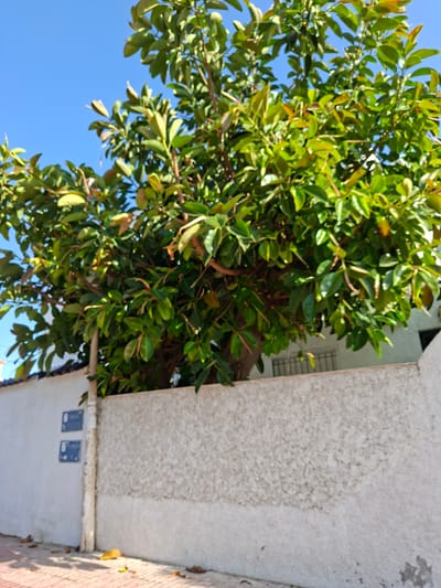 The image shows a close-up view of a tree with lush green leaves and branches, positioned against a bright blue sky. To the right, a textured, light-colored wall of a building is visible. Part of the wall appears to be made of concrete with a rough finish, and another section has a smoother, painted surface. There are two small square blue signs on the lower part of the wall, each with a white symbol inside. The leaves of the tree are vibrant green, with some hints of yellow and red, suggesting they might be catching the sunlight. The scene appears to be outdoors, likely during the daytime with clear weather, given the bright sky. The building's wall suggests an urban or residential setting. The perspective is looking upwards into the tree and towards the building. No people are visible in the frame. The overall impression is a natural element, the tree, juxtaposed with man-made architecture.