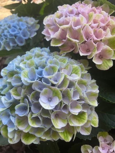In Albergaria-a-Velha, Portugal, a close-up photograph captures a cluster of hydrangeas in bloom. The foreground is dominated by a large, round hydrangea blossom featuring a gradient of colors, transitioning from a soft blue at the center to a pale green and white towards the outer edges of its petals. The petals are numerous and tightly packed, creating a voluminous effect. To the upper right of this blossom, a second hydrangea is visible, displaying softer pink and pale green hues. Further in the background, to the left, a third hydrangea is partially visible, appearing to be a lighter blue. The surrounding foliage is a dark, rich green, providing a stark contrast to the vibrant colors of the flowers. The lighting suggests an outdoor setting, likely a garden, with natural light illuminating the blooms. There are no people or animals depicted in the image.