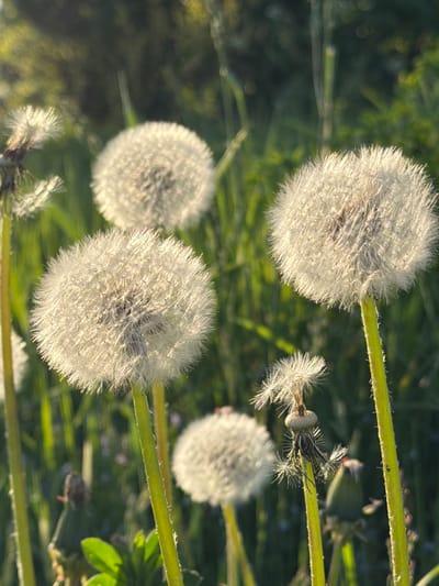 The image presents a close-up, natural outdoor scene dominated by several dandelion seed heads, illuminated by warm, golden light characteristic of either morning or late afternoon sun. The primary subjects are four dandelion "blowballs" and their green stems, set against a softly blurred background of lush green foliage.
Two fully mature dandelion seed heads are prominently featured, their spherical forms composed of countless delicate, white pappus (seed parachutes). These fluffy structures are brightly lit, creating a radiant, almost glowing effect as they reflect the sunlight. One seed head is in the upper part of the frame, and another is in the lower part, both appearing largely intact and ready for dispersal. Between them, and slightly above the lower prominent one, is a dandelion in a state of partial dispersion, with many seeds having already detached, revealing its darker central structure. Another intact, though slightly out-of-focus, seed head is visible further back.
The dandelions are supported by sturdy, bright green stems, some of which appear to have fine hairs or ridges. The background is a pleasingly soft blur of greens, with hints of darker shadows and brighter patches, indicating a shallow depth of field that keeps the dandelions in sharp focus. The strong, directional lighting emphasizes the intricate textures of the seed heads, giving them an ethereal quality. The scene evokes a sense of natural beauty and tranquility. No text is visible in the image.