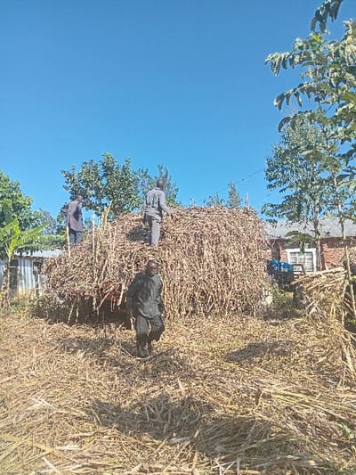 This image captures an outdoor agricultural scene in Chevaywa ward, Kenya, under a clear blue sky. A large, roughly conical pile of dry sugarcane stalks or similar fibrous plant material dominates the central mid-ground. The immediate foreground is covered with scattered dry plant residue. Three adult males are present. One man, dressed in dark clothing, walks across the lower-left foreground towards the center. Two additional men, also in dark attire, stand on top of the large pile of stalks, appearing to be engaged with the material. In the background, various trees with green foliage are visible, along with two distant structures: a light-colored building with a corrugated iron roof on the left, and a red brick building featuring white-framed windows on the right.