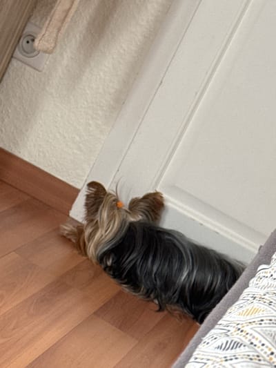 A long-haired Yorkshire Terrier is positioned in the corner of a room on a wooden floor. The dog's head is near a white wall and baseboard. Part of a bed is visible to the right of the dog. The bottom left of the image shows a wall outlet. It is impossible to verify that the location is Bischheim, France based on the image provided.