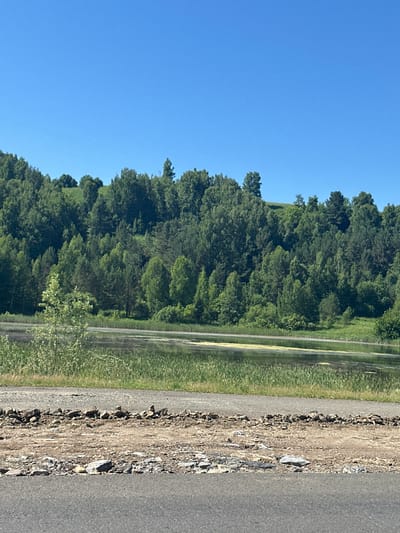 The image depicts a serene natural landscape under a clear blue sky. In the foreground, a paved road is visible, with a section of rough, rocky terrain to its left. Beyond this road lies a tranquil body of water, partially covered with green vegetation and a yellowish film on its surface. The water is bordered by tall green reeds and grasses. Further in the background, a densely wooded hillside rises, covered with a variety of green trees. The hillside appears to be gently sloped and lush. The overall scene is one of a rural, undeveloped area, suggesting a location outside of a densely populated urban center. This scene is consistent with the natural beauty found in and around Altaiskoe, Russia, an area known for its picturesque landscapes and proximity to natural bodies of water and forested hills. There are no people or animals visible in the image.