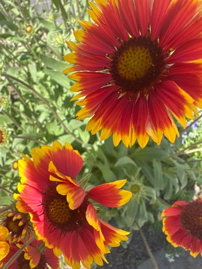 The image shows a close-up view of several Gaillardia flowers, also known as Blanket Flowers, in a garden setting. The dominant subjects are the vibrant flowers with their characteristic red and yellow petals. The flowers are in bloom, with some fully open and others partially closed. The background consists of lush green foliage and hints of other plants, suggesting a natural or cultivated garden environment. The lighting indicates it is likely daytime, with the sun casting shadows and highlighting the textures of the petals. There are no people, text, or specific events visible in the image. The overall impression is one of natural beauty and a flourishing garden. The location context of Vilnius, Lithuania, places these flowers within a European garden setting, though no specific landmarks or architectural cues are present to pinpoint the exact location beyond that.