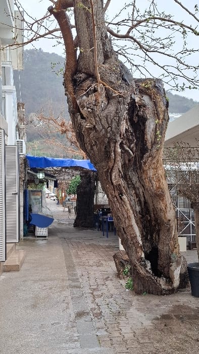 This image depicts a pedestrian pathway in Podbadac, Montenegro, on an overcast day. In the foreground, a large, gnarled tree with a thick, split trunk and branches just beginning to bud dominates the right side of the frame. The tree's bark is rough and textured, with visible hollows at its base and mid-trunk. The pathway is paved with grey concrete slabs on the left and rectangular pavers on the right, showing evidence of recent wetness.
To the left, a multi-story building with a white facade features closed white louvered shutters and an external air conditioning unit. Further down the pathway, an outdoor seating area is visible under a blue awning, with dark tables and chairs arranged on a textured surface. Another large tree trunk stands within this seating area. An upright ice cream freezer, predominantly white and blue, is situated near the building on the left. In the far background, a large, tree-covered mountain range is visible under a grey sky. No individuals are present in the scene. A black pot is visible on the far right edge of the frame, near the base of the large tree.