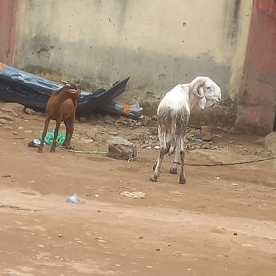 The image depicts two ruminants, a white ram and a brown goat, in an outdoor setting. The ram is larger, with prominent curved horns. The goat is smaller and without visible horns. Both animals appear to be tethered or restricted by ropes. They are located on a dirt ground with scattered debris. Behind them is a wall with visible deterioration and staining. The location is within Dadi Riba, Nigeria. Additional details include a black sheet or covering partially visible in the background and general indications of an unkempt environment. No people are visible in the image.