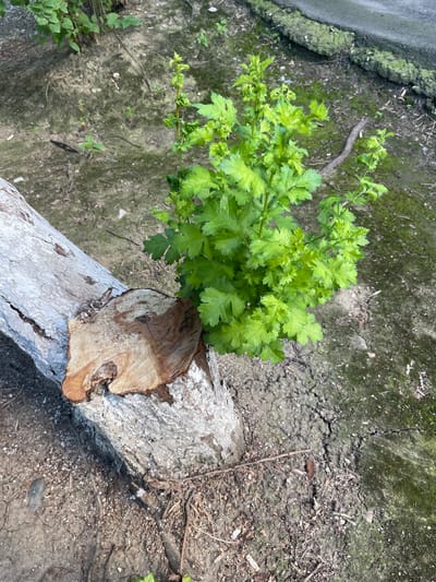 A close-up, elevated view shows a fallen tree trunk resting on dry, cracked earth with sparse vegetation. A vibrant green plant with multiple leaves and delicate stems is growing directly from the severed end of the trunk. The trunk itself is rough, with peeling bark on the lower portion and a smooth, cut surface where the plant emerges. The ground around the trunk is a mixture of dirt, small pebbles, and dried leaves. In the upper right corner, a moss-covered concrete edge is visible, suggesting an urban or park-like setting. The image does not depict any people, animals, or specific actions. The overall impression is one of nature's resilience, with new life emerging from a seemingly dead source. The location is identified as Pokoinoe, Russia.