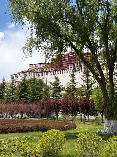 This image captures a scenic view of a majestic multi-tiered palace, likely the Potala Palace, nestled amidst lush greenery and vibrant landscaping under a bright sky.
In the background and to the left, the grand palace stands prominently, characterized by its towering white walls, numerous dark windows arranged in rhythmic patterns, and distinct red upper sections crowned with golden-hued roofs. The complex architectural style suggests a significant historical and cultural site.
The foreground and midground are dominated by a diverse array of trees and bushes. A large, leafy green tree with thick branches frames the left side of the composition, its foliage partially obscuring parts of the palace and the sky, creating a natural frame. Extending from the midground to the right foreground are rows of meticulously maintained hedges and bushes; some display rich burgundy or reddish-brown foliage, while others are bright green, adding texture and color to the landscape. Further back, evergreen trees stand tall, providing a contrasting deep green against the palace's facade.
A wide expanse of vibrant green grass, dotted with small white flowers, fills the lower right portion of the image. A yellow line or rope is visible traversing the grassy area, and some white covers or objects lie on the grass near a light-barked tree trunk on the far right.
The sky above is a clear blue with scattered white clouds, indicating a bright, sunny day. The scene appears tranquil, with no visible people or specific events taking place, emphasizing the serene and historic atmosphere of the location, which appears to be a well-maintained park or garden in the Chengguan District, China.