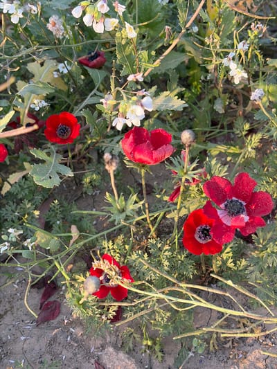 A patch of vibrant red anemone flowers stands out amid green foliage. Several blooms are fully open, showcasing black centers. Sprigs of small white flowers add contrast to the scene. Dry stems and seed heads mingle with the fresh growth, suggesting a transition of seasons. The ground is visible in the lower right corner, hinting at the natural setting. Light is softly illuminating the scene, creating a sense of tranquility.