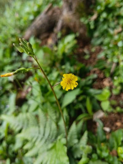 The image presents a close-up, eye-level photograph of a single, vibrant yellow flower situated in a lush, green natural environment. The small flower, resembling a composite blossom with numerous short ray florets, is the focal point, positioned slightly right of the frame's center on a slender, upright green stem.
Above the main flower, the stem continues upwards, bearing several tightly clustered, elongated green buds, hinting at upcoming blooms. To the left of the primary stem, a smaller, undeveloped bud with an orange-yellow tip is also visible. A delicate strand of spiderweb is subtly present in the midground, to the right of the main stem.
The background and foreground are filled with a variety of green foliage, rendered softly out of focus to emphasize the central flower. Distinctive fern-like leaves are visible in the lower left portion of the image. The blurred background also suggests the presence of other plants and some darker, earthy tones, possibly roots or soil.
The lighting appears natural and diffused, indicative of daylight, with no harsh shadows present. The scene conveys a tranquil, natural setting, likely an outdoor area rich in vegetation, such as a garden or forest undergrowth, consistent with the location context of Chilanga, Zambia. No activities are taking place, and no people or text are visible in the photograph.